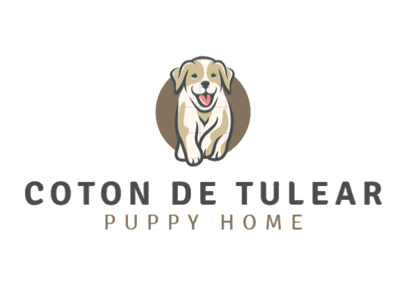 Family Raised Coton de Tulear Puppies